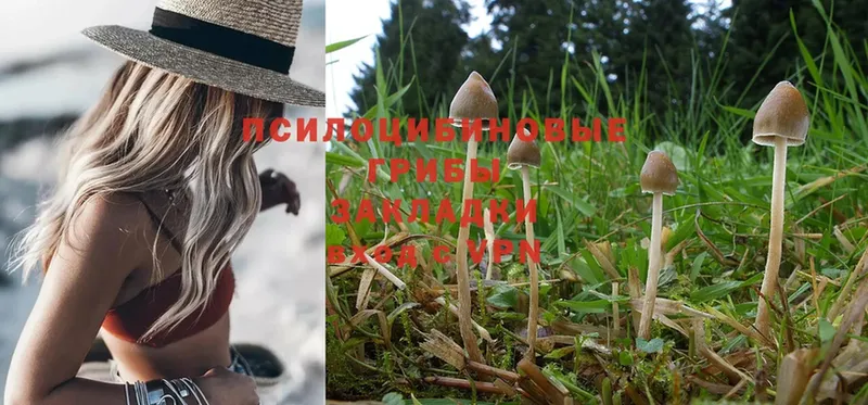 где найти   Бузулук  Галлюциногенные грибы Magic Shrooms 