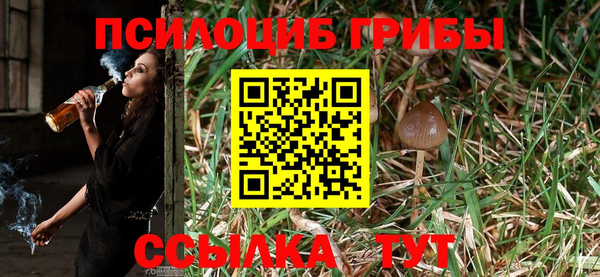 Псилоцибиновые грибы Psilocybine cubensis Бузулук